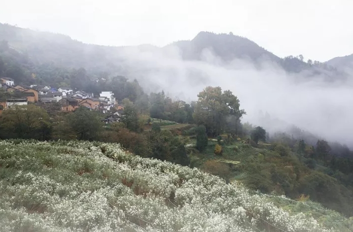 揭秘黃山秋韻，十一月七日最新風(fēng)景圖片欣賞