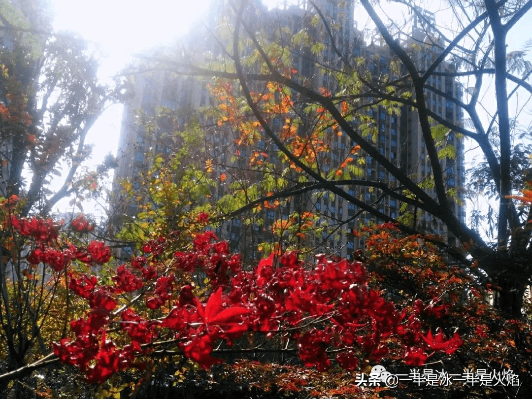 菏澤牡丹區(qū)秋日暖陽下的聚會驚喜，最新新聞與朋友間的溫馨時刻