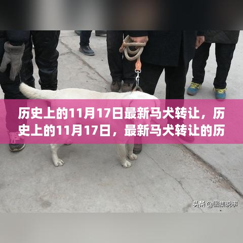 歷史上的11月17日馬犬轉(zhuǎn)讓歷程回顧與最新趨勢分析