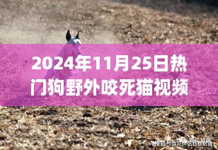 熱門狗野外咬死貓事件深度解析，特性、體驗、競品對比及用戶洞察分析