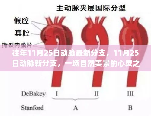 往年11月25日動(dòng)脈最新分支，11月25日動(dòng)脈新分支，一場(chǎng)自然美景的心靈之旅