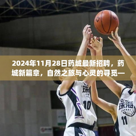 2024年11月28日藥城最新招聘，藥城新篇章，自然之旅與心靈的尋覓——2024年11月28日招聘之旅啟程啦！