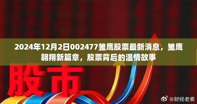 雛鷹翱翔新篇章，揭秘股票背后的溫情故事與最新動態(tài)