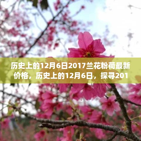 歷史上的12月6日，探尋2017蘭花粉荷最新價(jià)格與市場(chǎng)影響