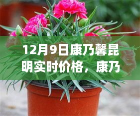 昆明康乃馨實(shí)時(shí)價(jià)格與市場波動(dòng)分析，多元觀點(diǎn)探討（12月9日）