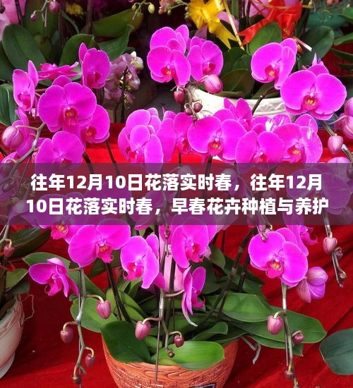 早春花卉種植與養(yǎng)護(hù)全攻略，12月10日花落實(shí)時(shí)春的種植與養(yǎng)護(hù)指南