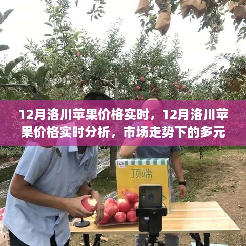 12月洛川蘋果價(jià)格實(shí)時(shí)分析，市場(chǎng)走勢(shì)下的多元觀點(diǎn)與個(gè)人立場(chǎng)探討