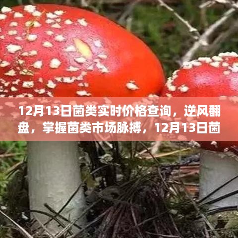 掌握菌類市場(chǎng)脈搏，12月13日菌類實(shí)時(shí)價(jià)格查詢及其啟示