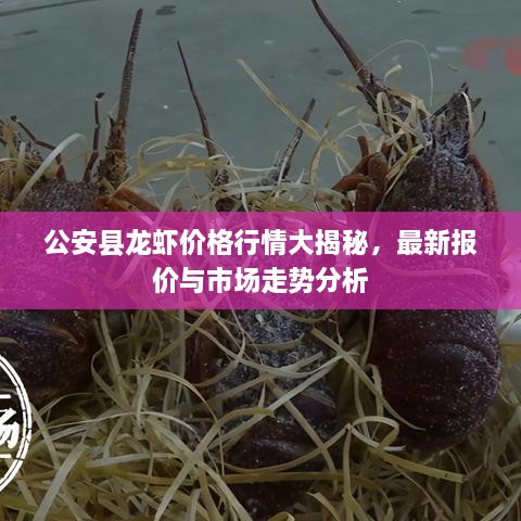 公安縣龍蝦價格行情大揭秘，最新報價與市場走勢分析