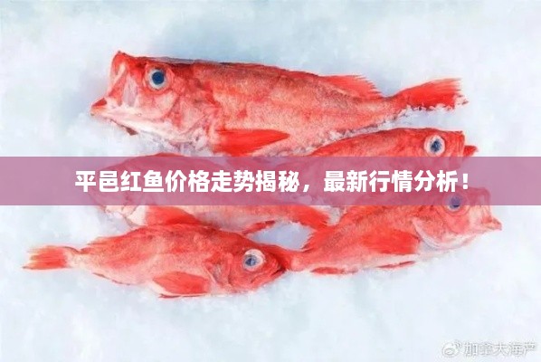 平邑紅魚價格走勢揭秘，最新行情分析！