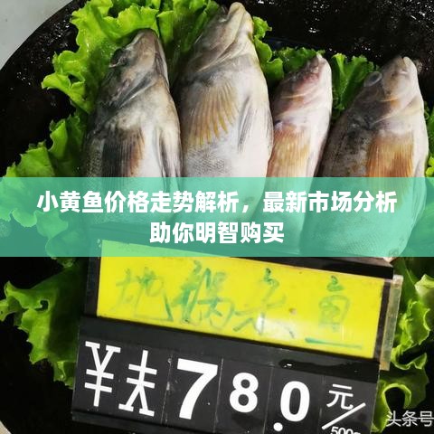 小黃魚價(jià)格走勢解析，最新市場分析助你明智購買