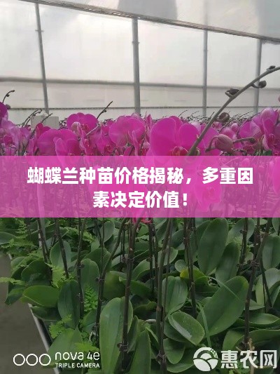 蝴蝶蘭種苗價格揭秘，多重因素決定價值！