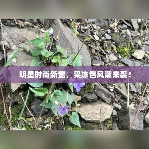 明星時(shí)尚新寵，果凍包風(fēng)潮來襲！