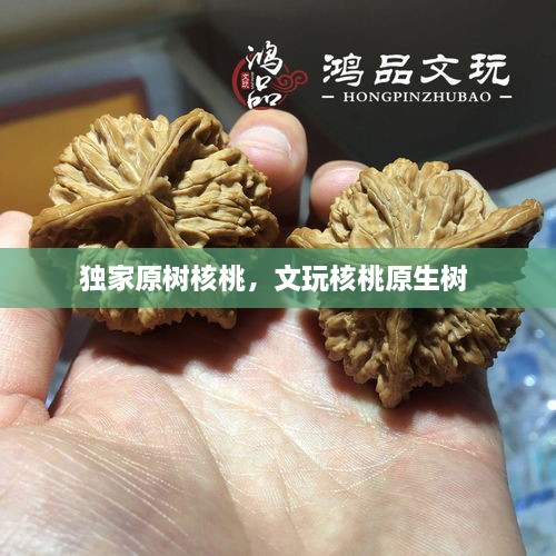 獨家原樹核桃，文玩核桃原生樹 