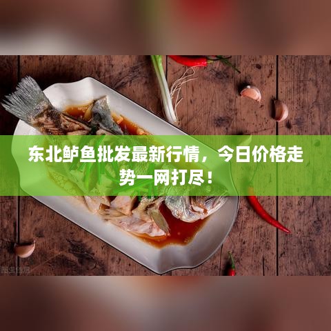 東北鱸魚批發(fā)最新行情，今日價格走勢一網(wǎng)打盡！