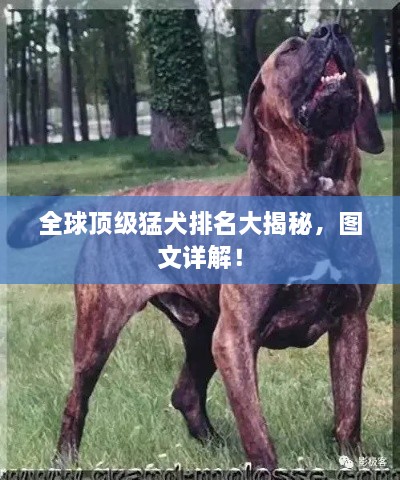 全球頂級(jí)猛犬排名大揭秘，圖文詳解！