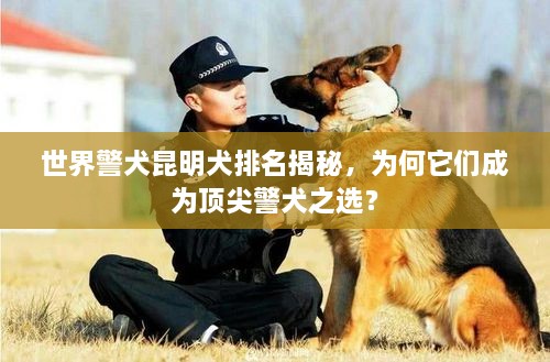 世界警犬昆明犬排名揭秘，為何它們成為頂尖警犬之選？