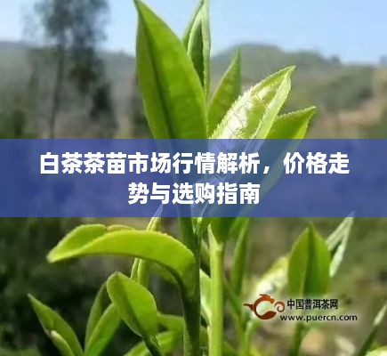 白茶茶苗市場(chǎng)行情解析，價(jià)格走勢(shì)與選購(gòu)指南