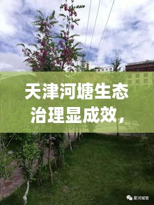 天津河塘生態(tài)治理顯成效，城市面貌煥然一新