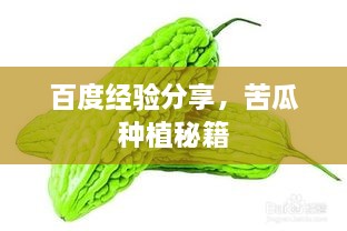 百度經(jīng)驗(yàn)分享，苦瓜種植秘籍