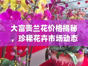 大富貴蘭花價(jià)格揭秘，珍稀花卉市場(chǎng)動(dòng)態(tài)與價(jià)值探究