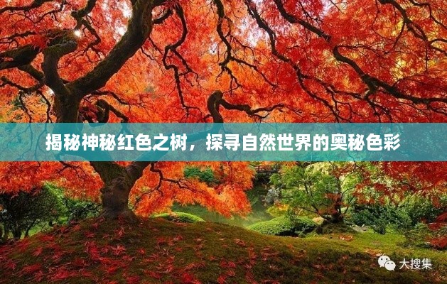 揭秘神秘紅色之樹(shù)，探尋自然世界的奧秘色彩