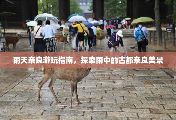 雨天奈良游玩指南，探索雨中的古都奈良美景