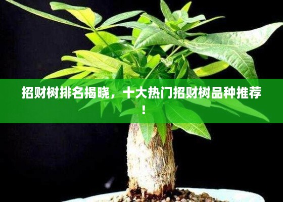 招財樹排名揭曉，十大熱門招財樹品種推薦！